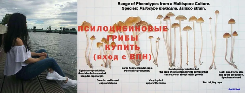 Псилоцибиновые грибы MAGIC MUSHROOMS  Почеп 